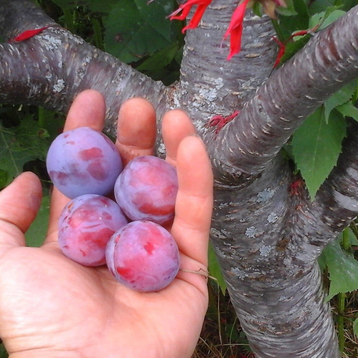 Prun "Opal", Anul 2, 1 Bucata