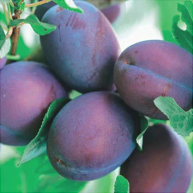 Pomi Fructiferi - Prun President - Anul 3 - 1 buc - Pepiniera Romaniei