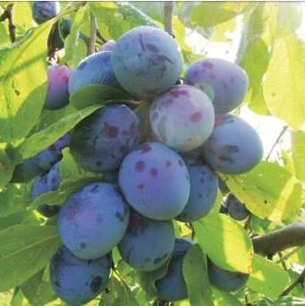 Pomi Fructiferi - Prun Record - Anul 3 - 1 buc - Pepiniera Romaniei