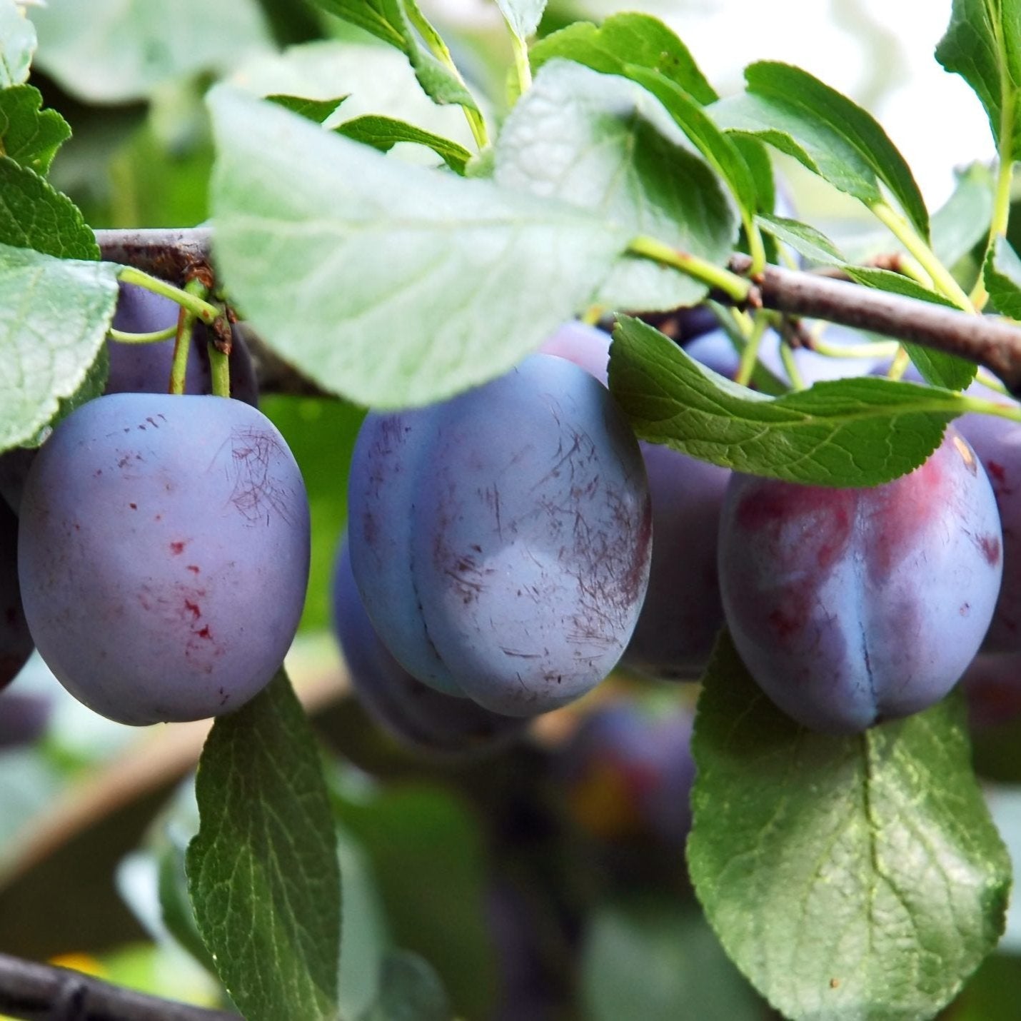 Pomi Fructiferi - Prun Record - Anul 3 - 1 buc - Pepiniera Romaniei