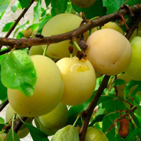 Pomi Fructiferi - Prun Record - Galben - Anul 3 - 1 buc - Pepiniera Romaniei