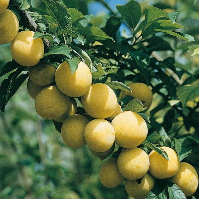 Pachet Mixt Prun 10 Bucăți