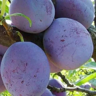 Pomi Fructiferi - Prun Silvia - Anul 3 - 1 buc - Pepiniera Romaniei