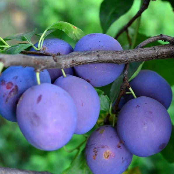 Pomi Fructiferi - Prun Silvia - Anul 3 - 1 buc - Pepiniera Romaniei