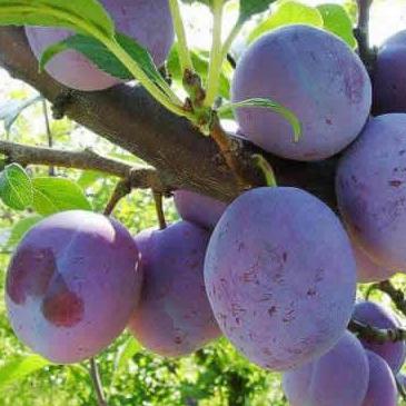 Ветвь с крупными спелыми сливами сорта, пышная листва, сад летом