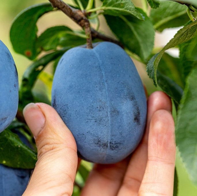 Pomi Fructiferi - Prun Stanley  - Anul 3 - 1 buc - Pepiniera Romaniei