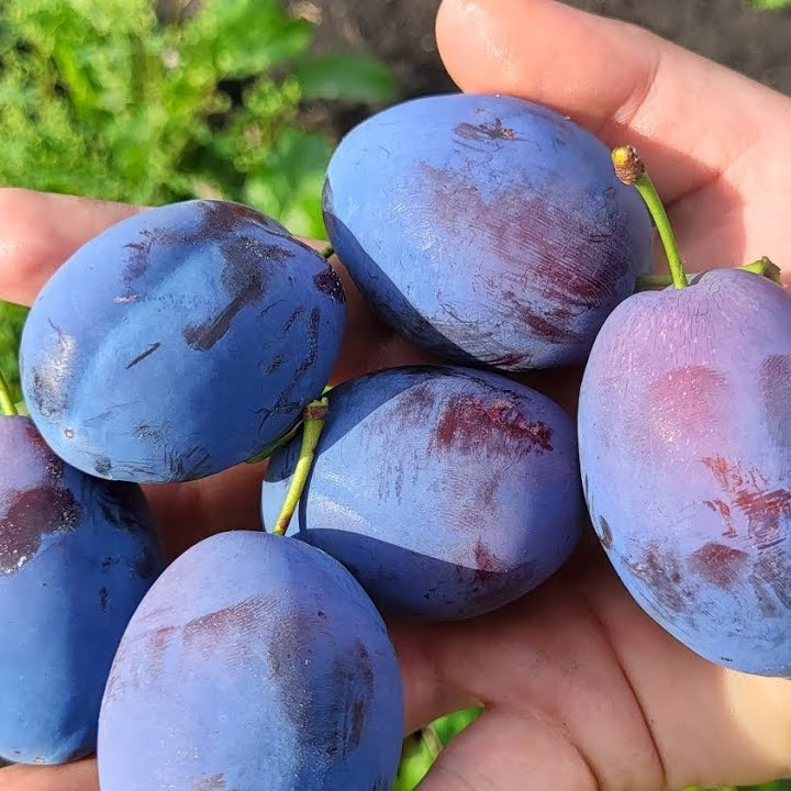 Pomi Fructiferi - Prun Top Hit - Anul 3 - 1 buc - Pepiniera Romaniei