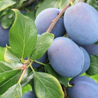 Pomi Fructiferi - Prun Top Hit - Anul 3 - 1 buc - Pepiniera Romaniei