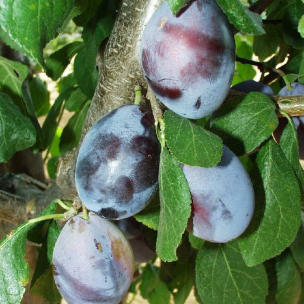 Pomi Fructiferi - Prun Tuleu Gras - Anul 3 - 1 buc - Pepiniera Romaniei