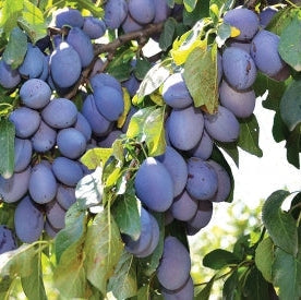 Pomi Fructiferi - Prun Vanat de Italia - Anul 3 - 1 buc - Pepiniera Romaniei