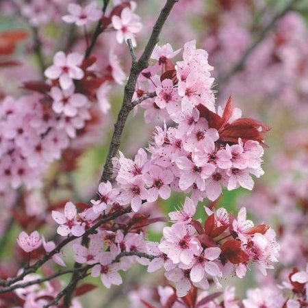Prunus Nigra Roz "Corcodus Ornamental", 1 Bucata