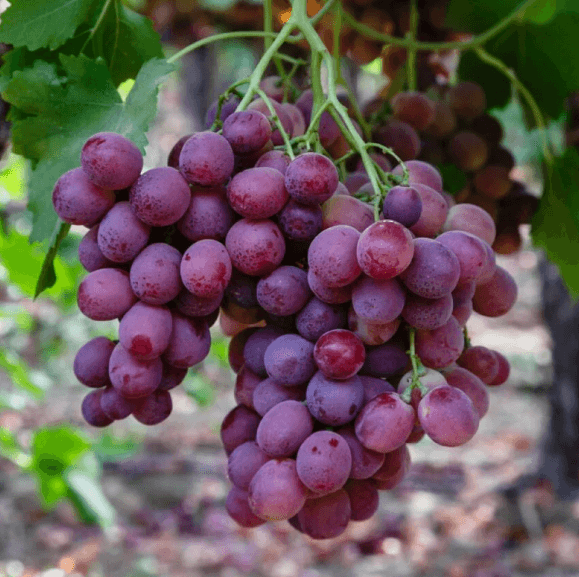 Red_Globe_ae4ef741-7c56-4510-930f-db0e29c8f8a0 - Pepiniera României