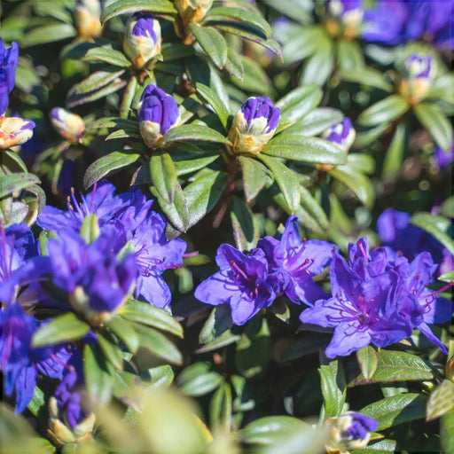 Rhododendron "Blue Balon",la Ghiveci P9