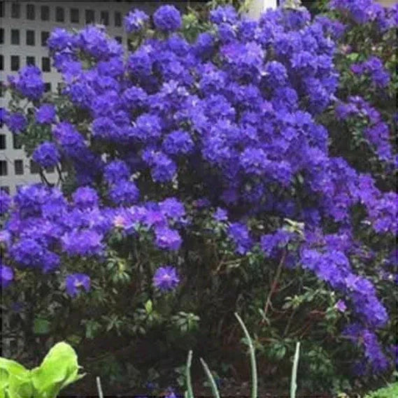 Рододендрон Blue Balon с ярко-синими цветами в саду рядом с решеткой