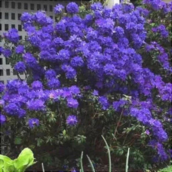 Rhododendron "Blue Balon",la Ghiveci P9