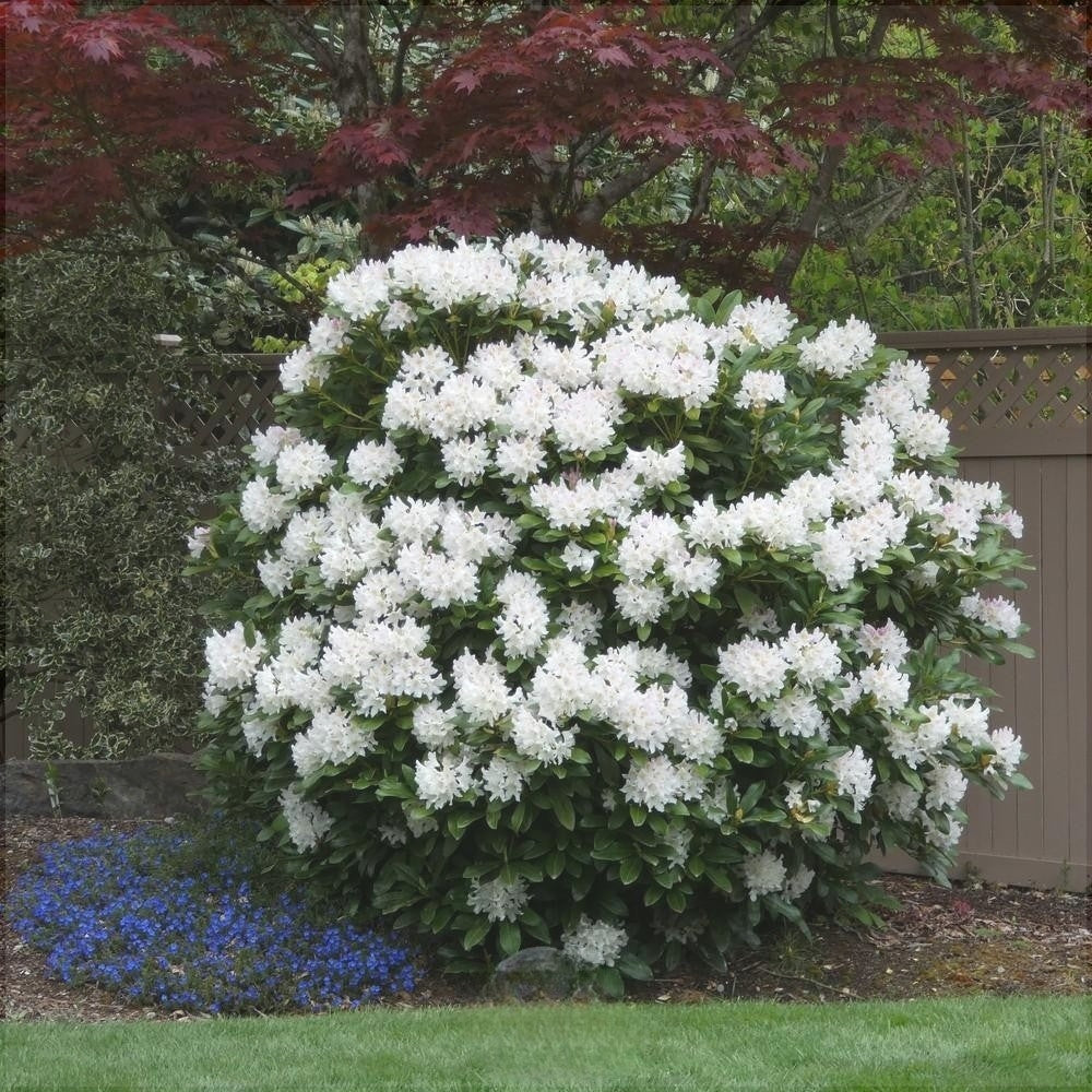 Куст рододендрона Cunningham's White с белыми цветами в саду у забора