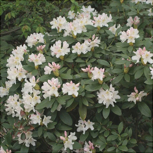 Rhododendron "Cunningham's White",la Ghiveci P9