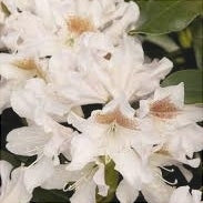 Рододендрон Cunningham's White с крупными белыми цветами и зелёными листьями