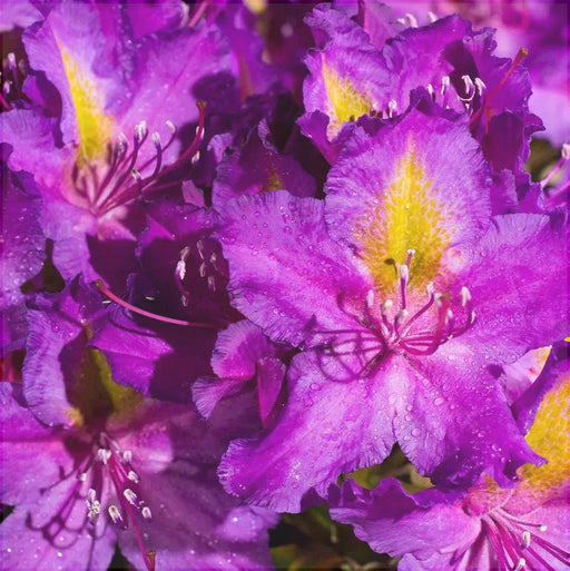 Rhododendron "Libretto",la Ghiveci P9