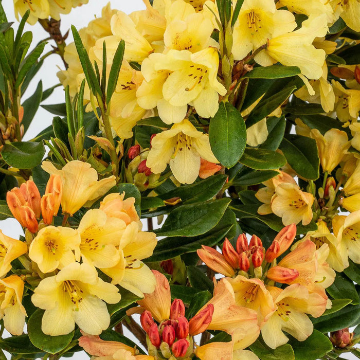 Rhododendron "Moon Fire",la Ghiveci P9