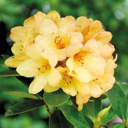 Rhododendron "Moon Fire",la Ghiveci P9