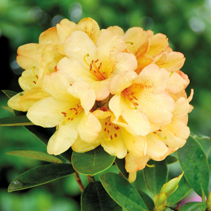Rhododendron "Moon Fire",la Ghiveci P9