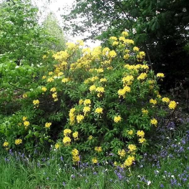 Rhododendron "Moon Fire",la Ghiveci P9