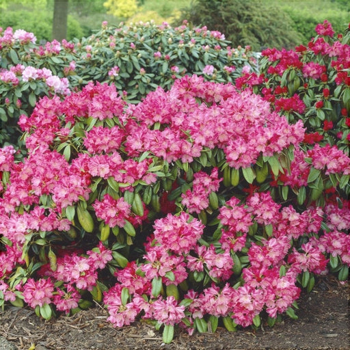 Rhododendron "Morgenrot",la Ghiveci P9