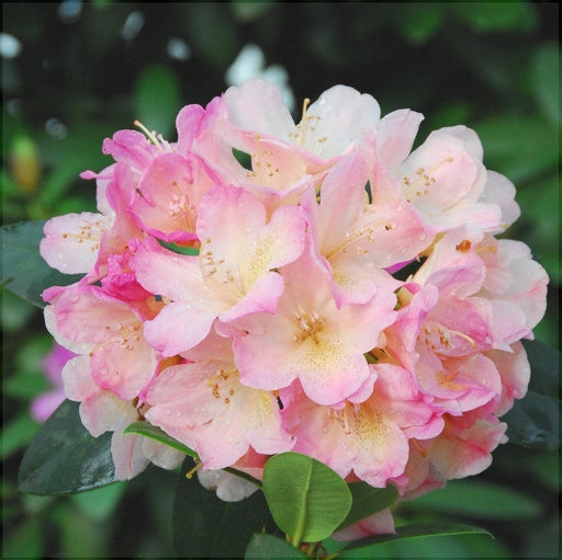 Rhododendron "Percy Wiseman",la Ghiveci P9