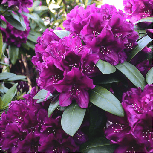 Rhododendron "Polarnacht",la Ghiveci P9