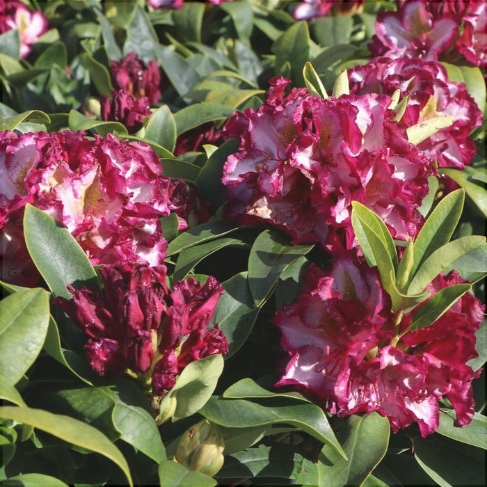 Rhododendron "Pushy Purple",la Ghiveci P9