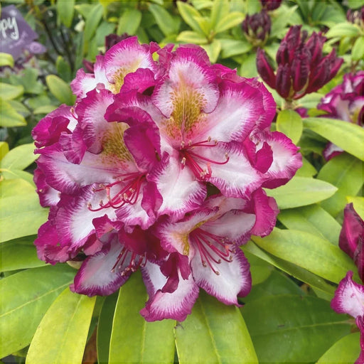 Rhododendron "Pushy Purple",la Ghiveci P9