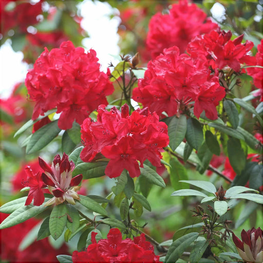 Rhododendron "Red Jack",la Ghiveci P9