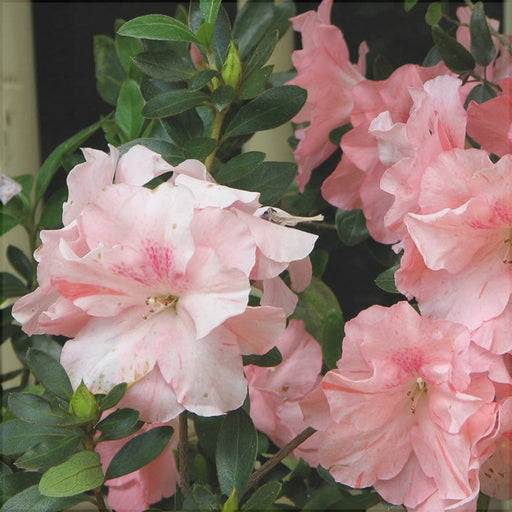Rhododendron "Simsii",la Ghiveci P9