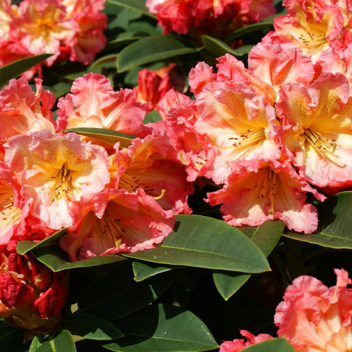 Rhododendron "Sun Fire" la Ghiveci P9