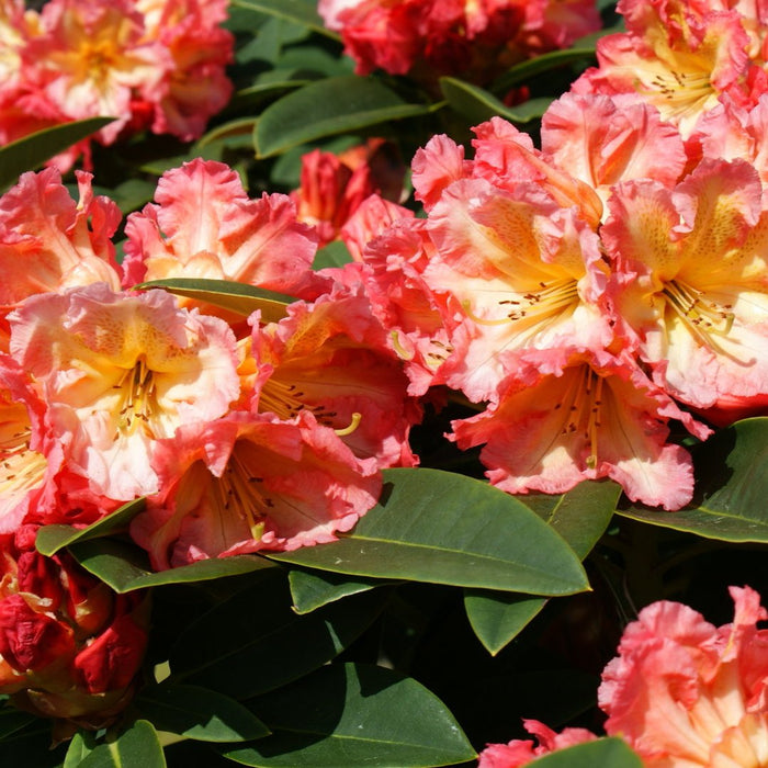 Rhododendron "Sun Fire" la Ghiveci P9