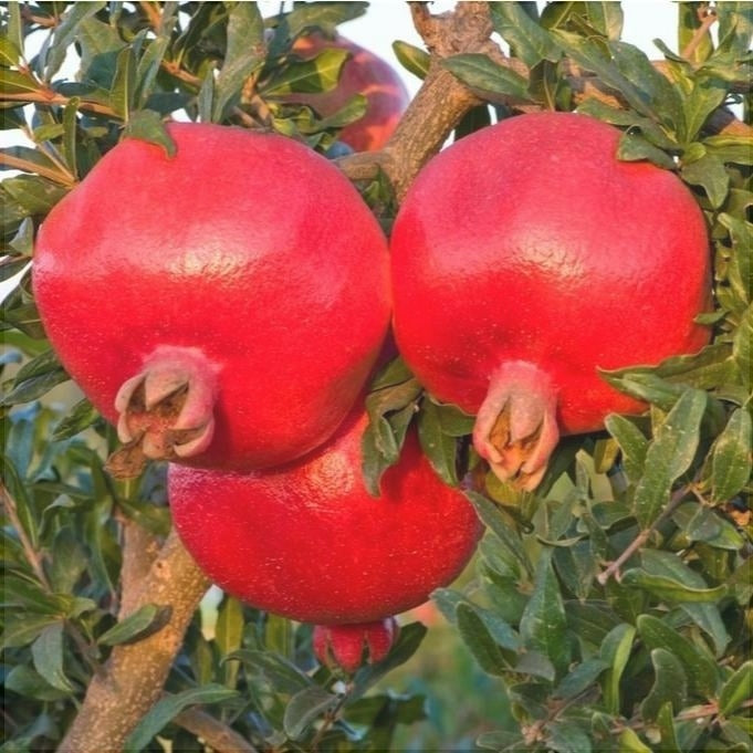 Rodiul "Angel Red", Anul 2, 1 Bucată