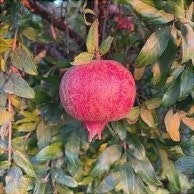 Rodiul "Angel Red", Anul 2, 1 Bucată