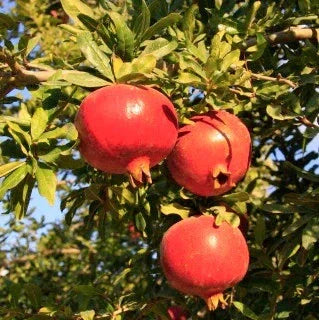 Rodiul, Anul 2, 1 Bucata