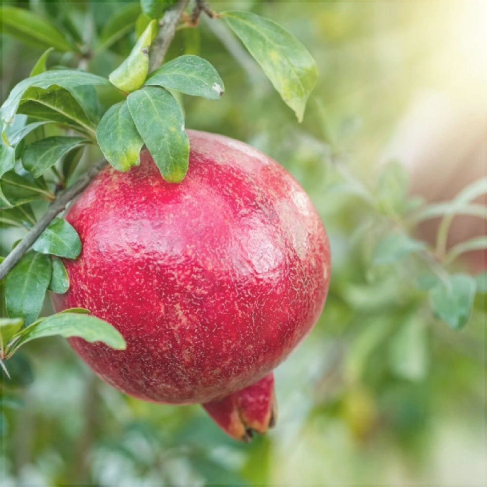 Rodiul "Sweet", Anul 2, 1 Bucată