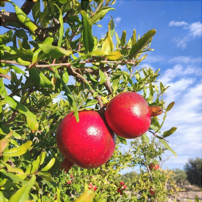 Rodiul "Sweet", Anul 2, 1 Bucată