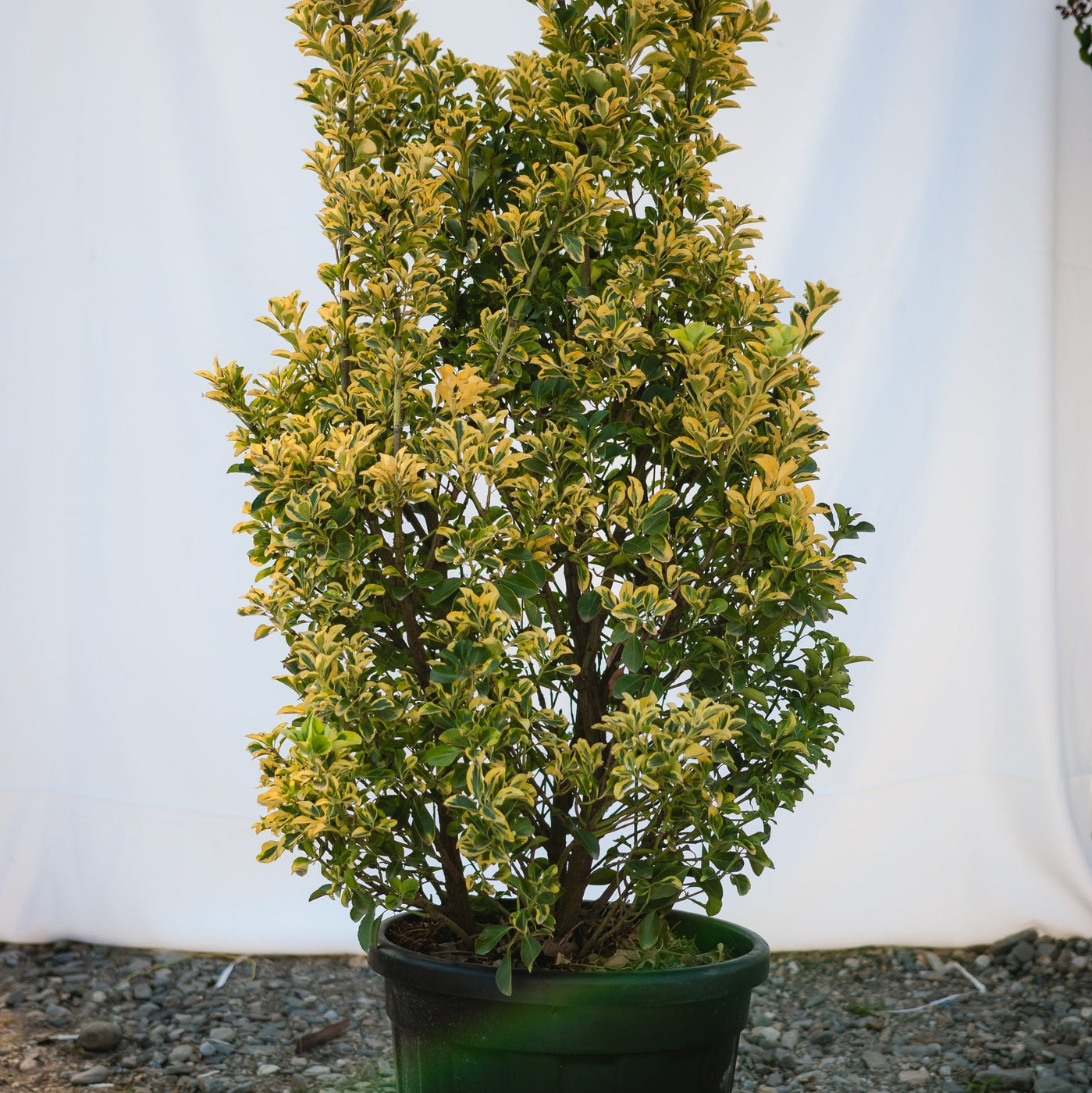 Салба японская Euonymus Jap Elegant Aureus с зелёно-жёлтой листвой в горшке