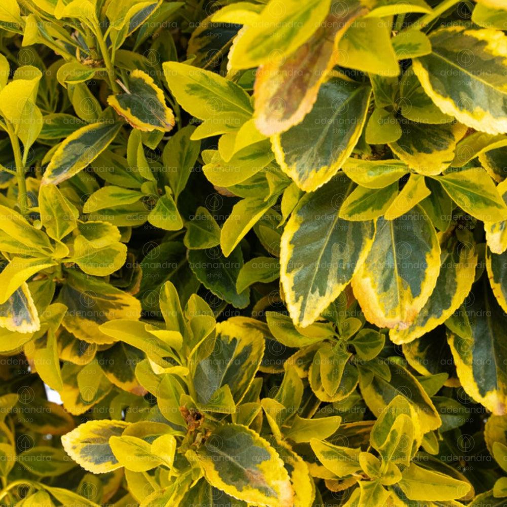 Яркая салба японская (Euonymus japonicus Elegant Aureus) с пестрыми зелёно-жёлтыми листьями