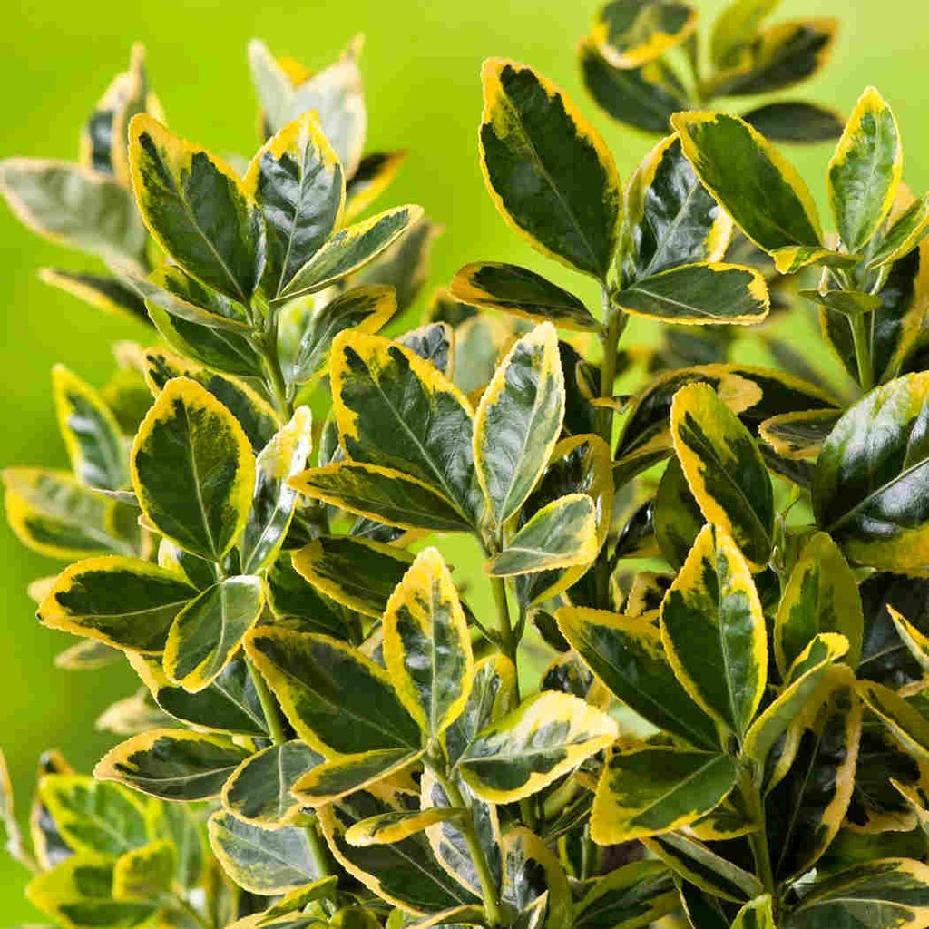 Листья салбы японской Euonymus japonicus Elegant Aureus с жёлтой каймой, крупный план