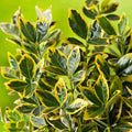 Листья салбы японской Euonymus japonicus Elegant Aureus с жёлтой каймой, крупный план