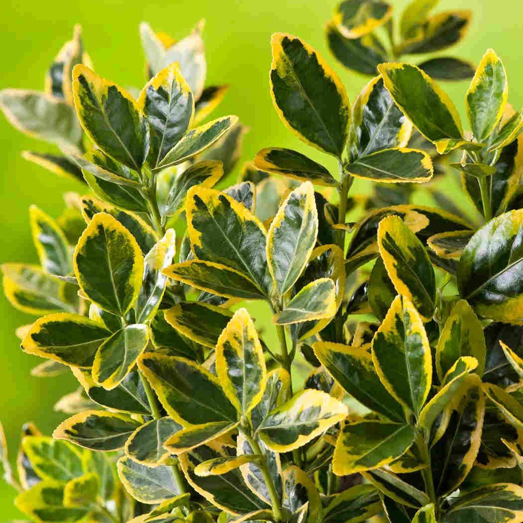 Листья салбы японской Euonymus japonicus Elegant Aureus с жёлтой каймой, крупный план