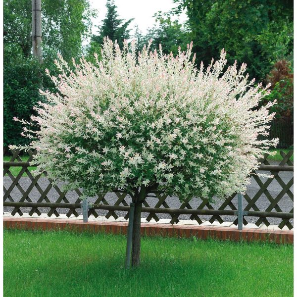 Salix Integra Hakuro-Nishiki la Ghiveci