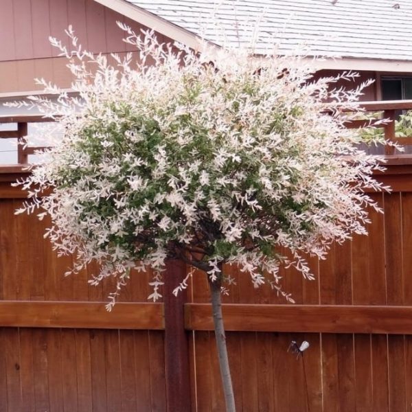 Salix Integra Hakuro-Nishiki la Ghiveci
