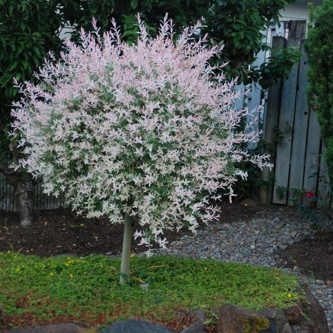 Salix Integra Hakuro-Nishiki la Ghiveci