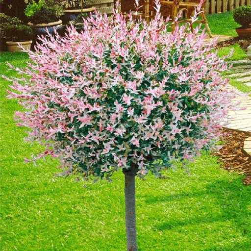 Salix Integra Hakuro-Nishiki la Ghiveci